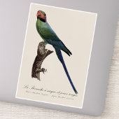 Langstaartparkiet, Psittacula Longicauda Sticker