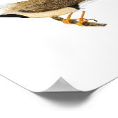 Langstaartvis Pair - Poephila acuticauda Poster (Hoek)