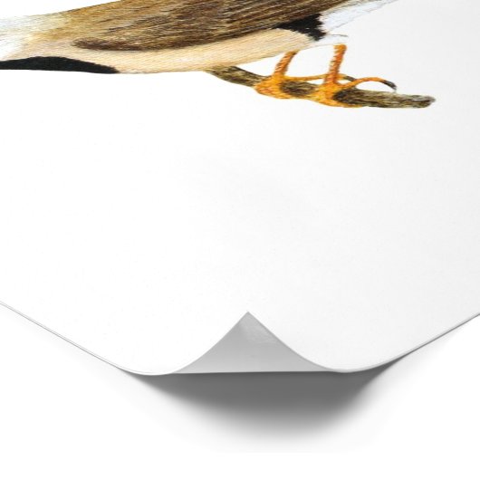 Langstaartvis Pair - Poephila acuticauda Poster (Hoek)