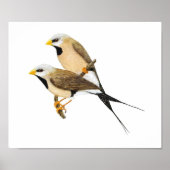 Langstaartvis Pair - Poephila acuticauda Poster (Voorkant)