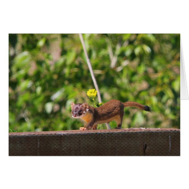 Langstaartwiel (Voorkant Horizontaal)