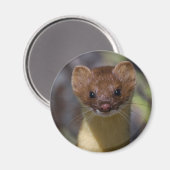 Langstaartwiel Magneet (Voorkant / Achterkant)