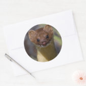 Langstaartwiel Ronde Sticker (Envelop)