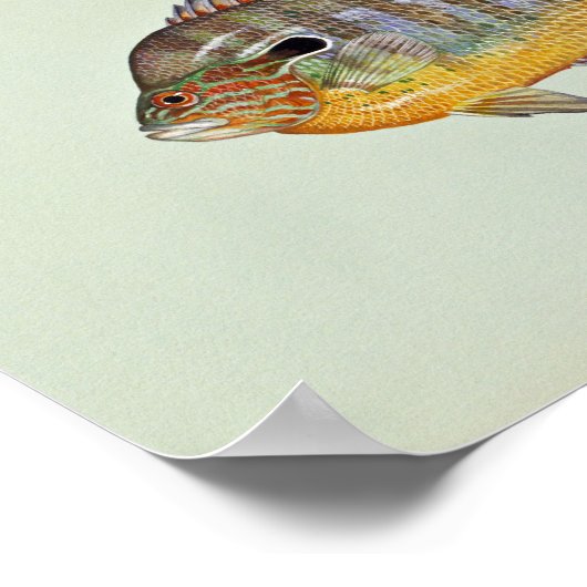 Langste zonnevis poster (Hoek)