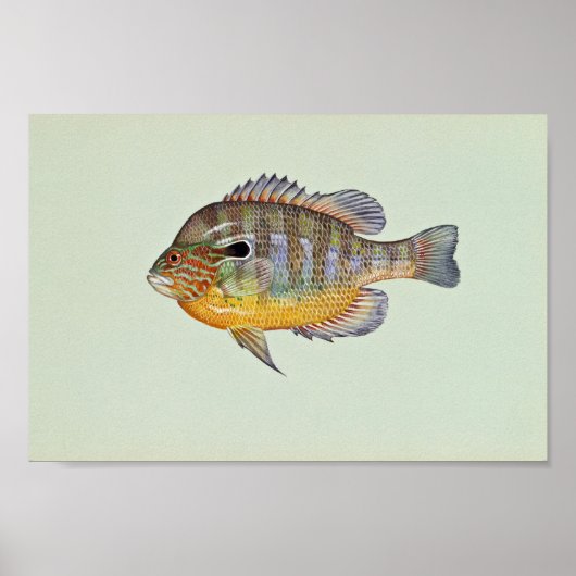 Langste zonnevis poster (Voorkant)