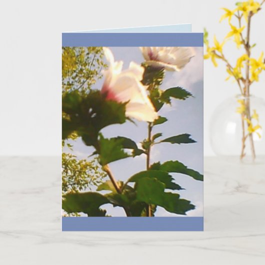 Langstelige witte rozen kaart (Gele Bloem)