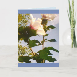 Langstelige Witte Rozen Kaart