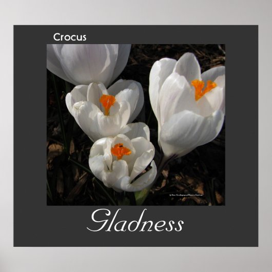 Language of Flowers Crocus Gladness Poster (Voorkant)