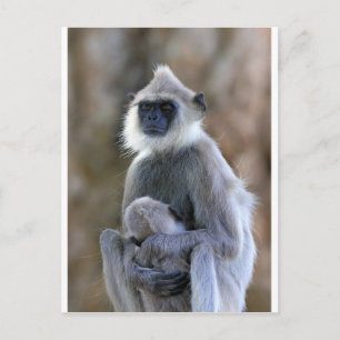 Langur aap briefkaart
