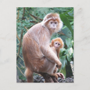 Langur Monkey Moeder & Baby Briefkaart
