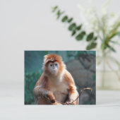 Langur Monkey Wildlife Animal Foto Briefkaart (Staand voorkant)