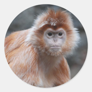 Langur Stickers