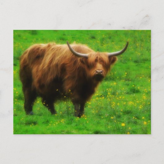 Langwerpige LongHorn met lange paarden Briefkaart (Voorkant)