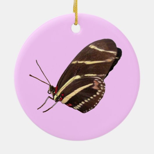 Langwerpvlinder van de Ornamenten van Florida (Achterkant)