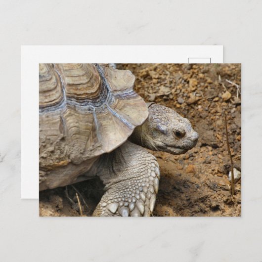 Langzaam Briefkaart (Voorkant / Achterkant)