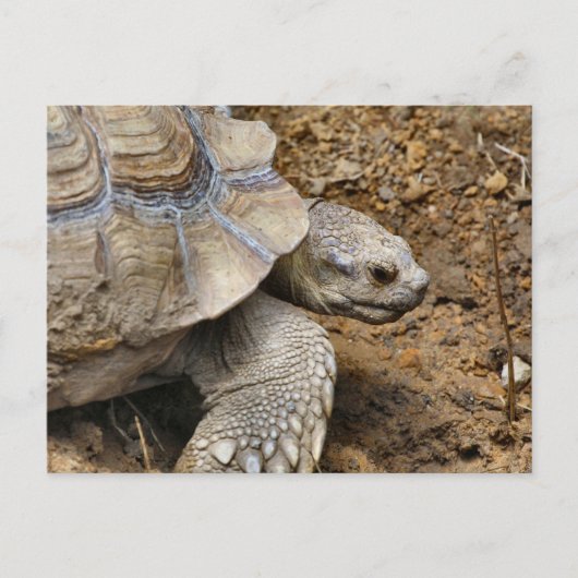 Langzaam Briefkaart (Voorkant)