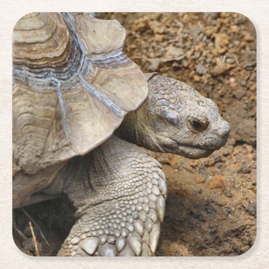 Langzaam Kartonnen Onderzetters (Voorkant)