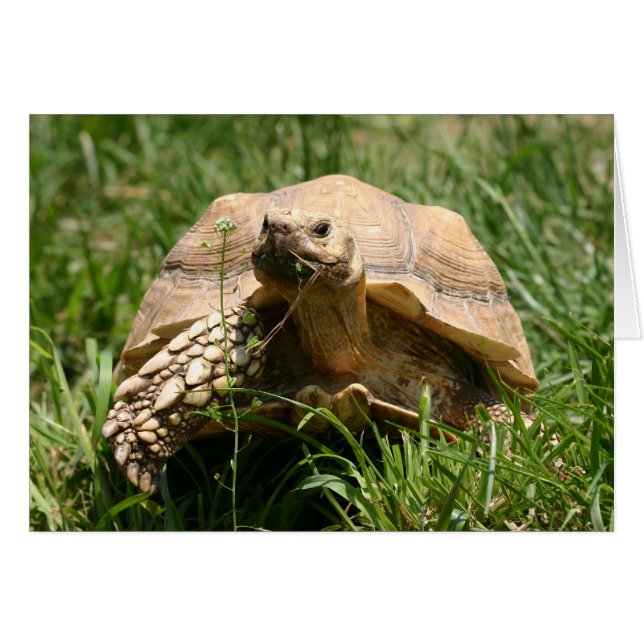 Langzaam maar stabiel (Voorkant Horizontaal)