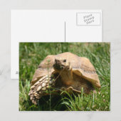 Langzaam maar stabiel briefkaart (Voorkant / Achterkant)
