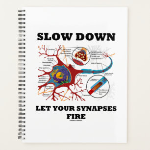 Langzaam neer laat uw synapsen Neuron/synapse bran Planner