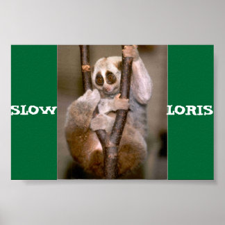 Langzame Loris Poster