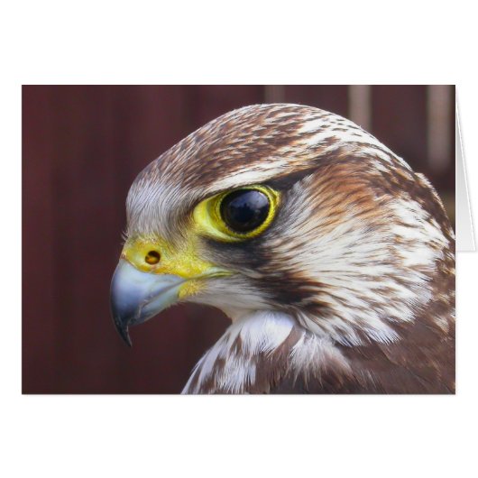 Lanner Falcon (Voorkant Horizontaal)