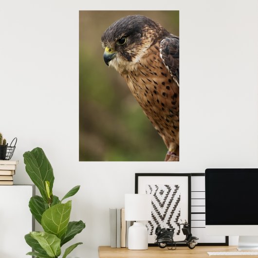 Lanner Falcon 2 Poster (Thuiskantoor)