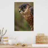 Lanner Falcon 2 Poster (Keuken)