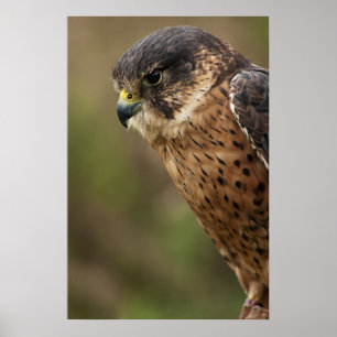 Lanner Falcon 2 Poster