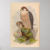 Lanner Falcon Bird  Art Print (Voorkant)
