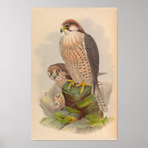 Lanner Falcon Bird  Art Print