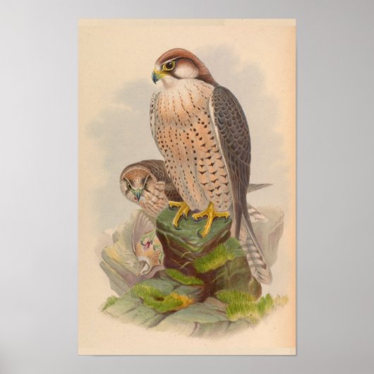 Lanner Falcon Bird  Art Print (Voorkant)