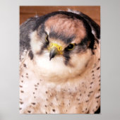 LANNER FALCON BIRD POSTER (Voorkant)