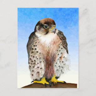 Lanner Falcon Bird Waterverf Painting Briefkaart