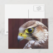 Lanner Falcon Briefkaart (Voorkant / Achterkant)