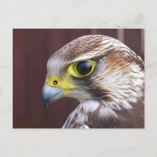 Lanner Falcon Briefkaart