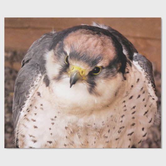 LANNER FALCON CADEAUPAPIER (Vlak)