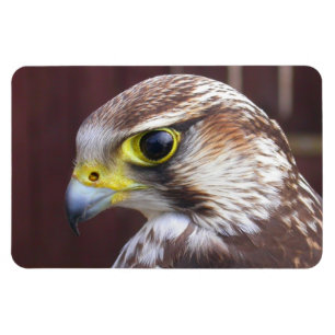 Lanner Falcon Magneet