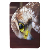 Lanner Falcon Magneet (Verticaal)