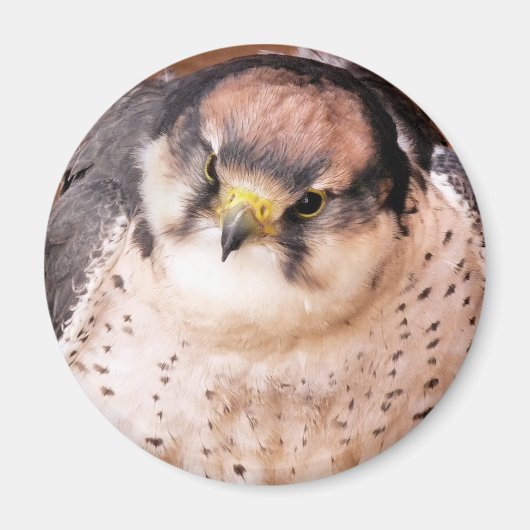 LANNER FALCON MAGNEET (Voorkant)