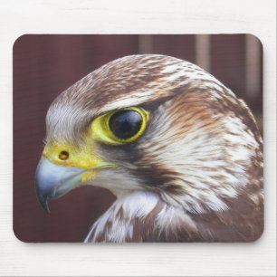 Lanner Falcon Muismat