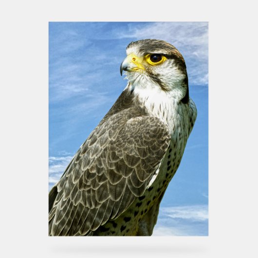 Lanner Falcon neergestreken Acryl Bord (Voorkant)
