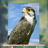 Lanner Falcon neergestreken Acryl Bord (Neutraal)