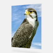 Lanner Falcon neergestreken Acryl Bord (Hoek)