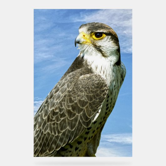 Lanner Falcon neergestreken Acryl Bord (Voorkant)