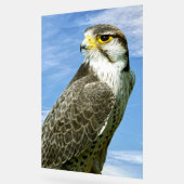 Lanner Falcon neergestreken Acryl Bord (Hoek)