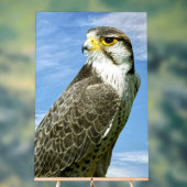 Lanner Falcon neergestreken Acryl Bord (Neutraal)