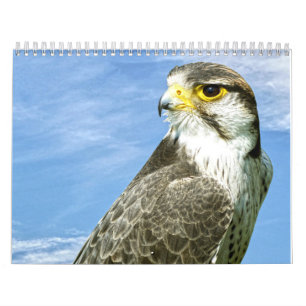 Lanner Falcon neergestreken Kalender