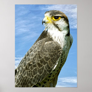 Lanner Falcon neergestreken Poster