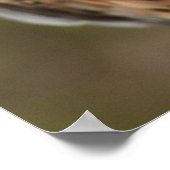 Lanner Falcon Poster (Hoek)